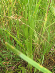 Physostegia pulchella