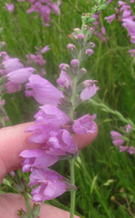 Physostegia pulchella