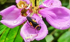 Hemithyrsocera vittata