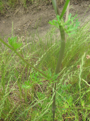 Polytaenia