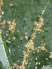 Periphyllus lyropictus