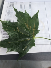 Periphyllus lyropictus