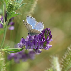 Glaucopsyche lygdamus couperi