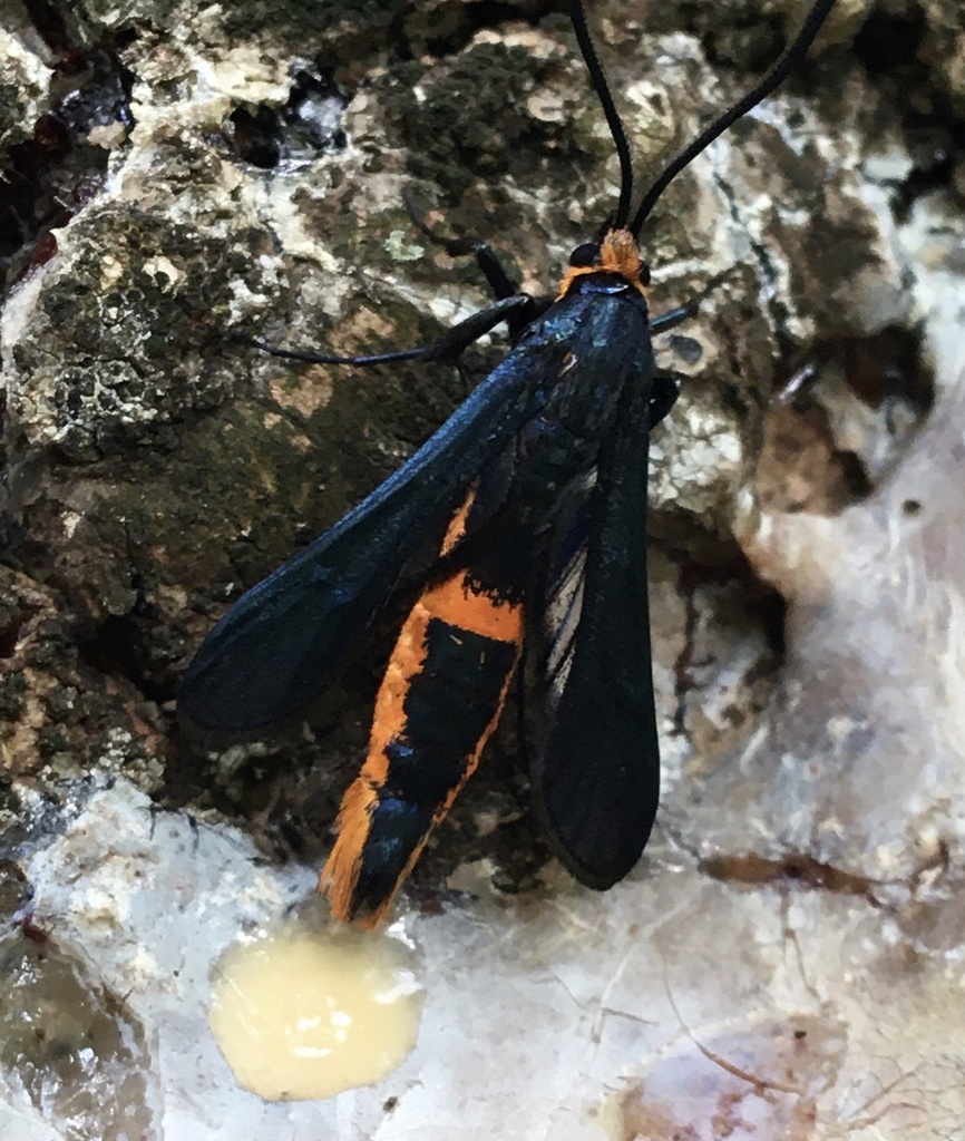 Synanthedon pini