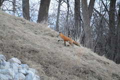 Vulpes vulpes
