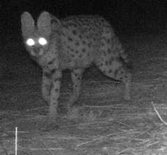 Leptailurus serval constantina