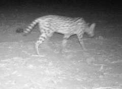 Leptailurus serval constantina