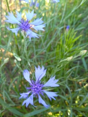 Centaurea cyanus