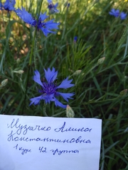 Centaurea cyanus