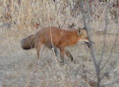 Vulpes vulpes