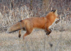 Vulpes vulpes