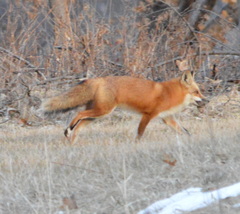 Vulpes vulpes
