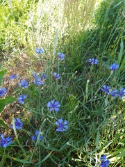 Centaurea cyanus