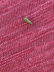 Platycorypha nigrivirga