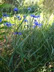 Centaurea cyanus