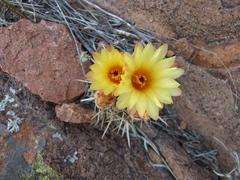 Parodia mammulosa