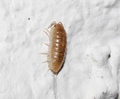 Armadillidium insulanum