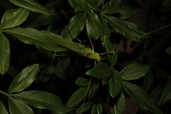 Acrometopa syriaca