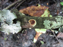 Scytinostroma artocreas