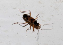 Beosus quadripunctatus