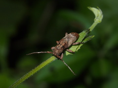 Pterolophia annulata