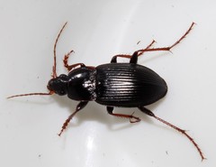 Calathus fuscipes graecus