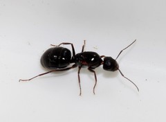 Camponotus ionius