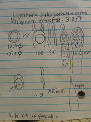 Scytinostroma artocreas