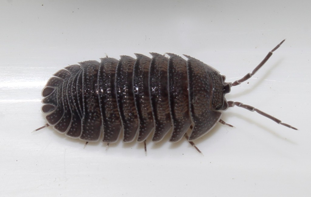 Pillbugs