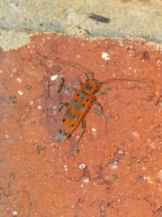 Saperda tridentata