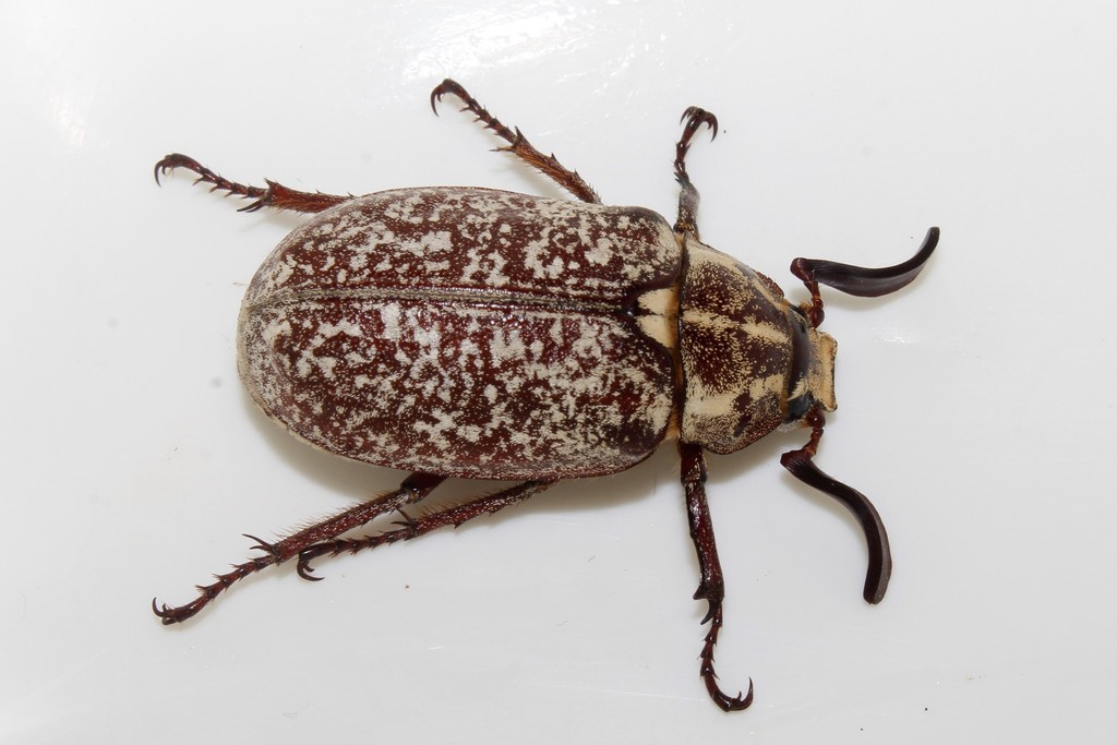 Polyphylla olivieri