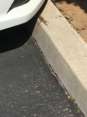 Sceloporus occidentalis