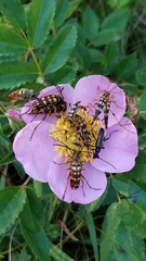 Typocerus velutinus