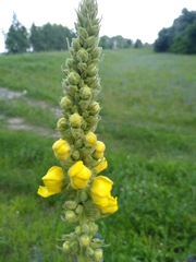 Verbascum thapsus