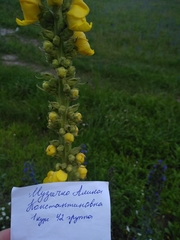 Verbascum thapsus