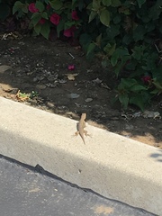 Sceloporus occidentalis