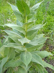 Verbascum thapsus