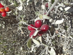 Castela peninsularis