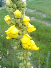 Verbascum thapsus