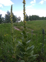 Verbascum thapsus