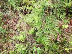 Pteridium caudatum