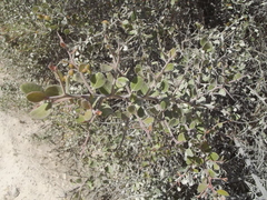 Castela peninsularis