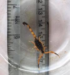 Uroplectes fischeri