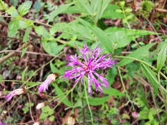 Vernonia greggii