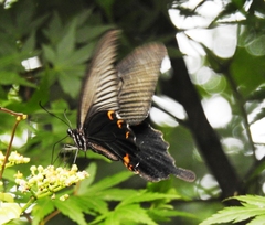 Papilio demetrius