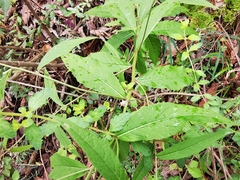 Vernonia greggii