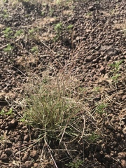 Schedonnardus paniculatus