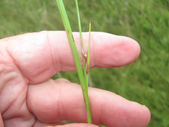 Scleria ciliata