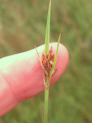 Scleria ciliata