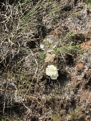 Oenothera coronopifolia